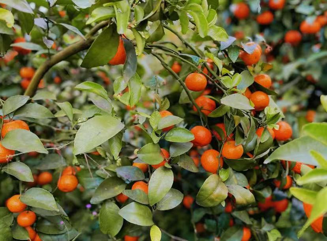 李思思也来打卡了！这座宝藏小城凭一口“糯叽叽”征服全网