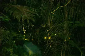 一线城市萤火虫增加，萤火奇妙夜点亮广深自然教育图片