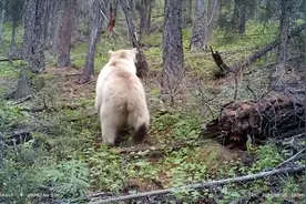 新疆发现罕见白色棕熊！网友：是不是北极熊迷路了？图片