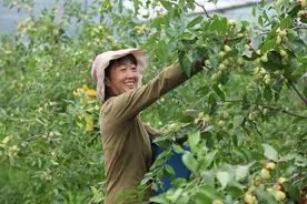 昭通鲁甸江底小蜜枣熟了图片