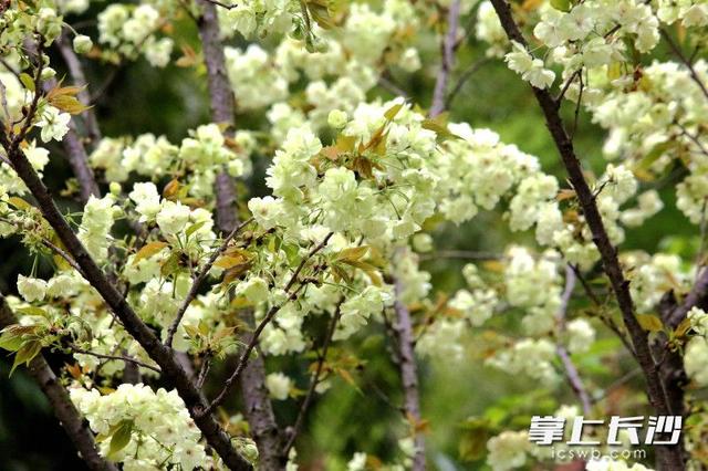 绿樱上线！长沙这两个公园等你来赏不一样的樱花