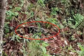 吓人！眼镜王蛇在小学附近产下50枚蛇蛋图片