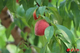 只想“桃”你喜欢  滕州市东沙河街道的春雪蜜桃成熟啦！图片