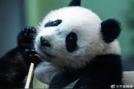 大熊猫妹猪正式搬入新居图片