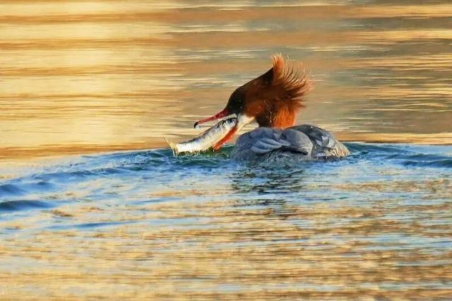 大凌河迎来“贵客”！
