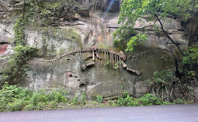 辟谣！网传犍为一景区发现恐龙化石？景区回应来了……