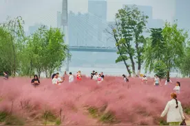 晨读计划丨刷屏长沙的粉黛花海开了，22万平方米！星沙又添一新商场图片