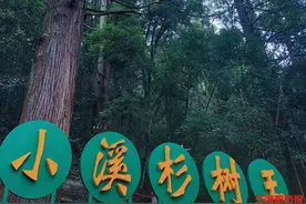 你好，树先生丨去永顺小溪，打卡网红“杉树王”图片