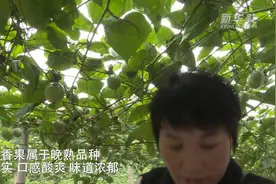 湖南祁阳：黄金百香果飘香上市图片