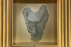 乘京沈高铁研学古生物化石，“行走的课堂”别样精彩图片