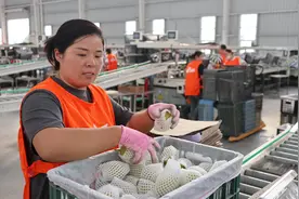 皖北小城如何成长为“世界梨都”：“一颗梨”串起的百亿产业链 | 城市观察家图片