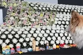 韩国小狗“布丁”被抱到灵堂，与遇难的9名家人告别，全程安静图片