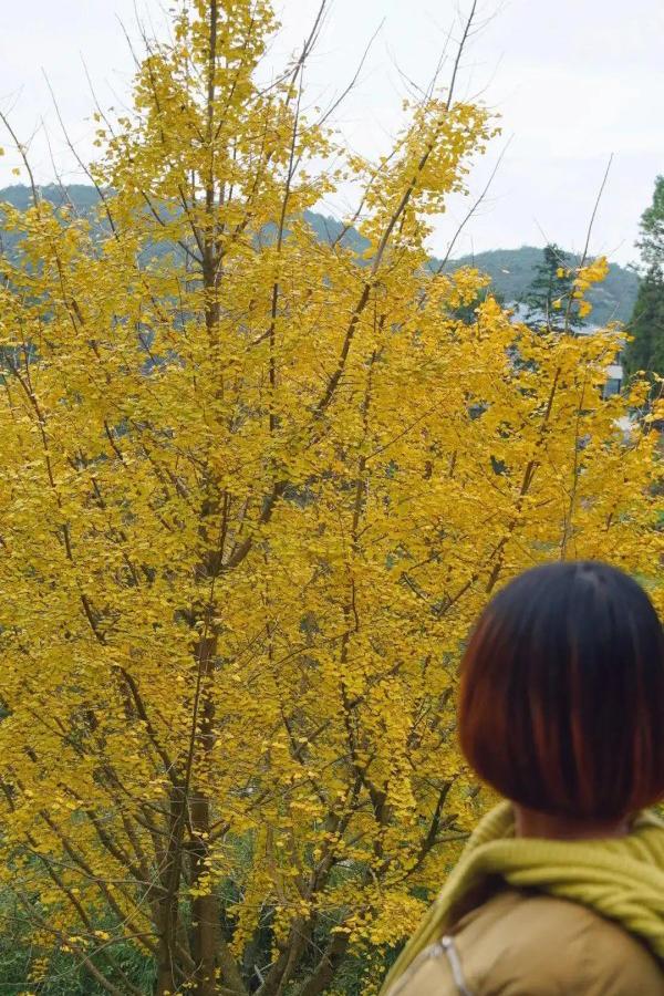 醉美秋色！福州鼓岭迎来“颜值巅峰”期！