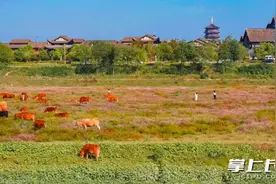 组图丨限定版秋日浪漫，辣蓼花盛开宛如一块粉色地毯图片