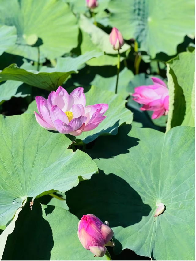 荷香四溢，共赏北京河湖之美