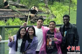 “Z世代”画像中国｜外国青年在成都圆“大熊猫梦”：“我感受到人与自然的和谐”图片
