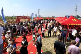 品种表现突出 现场人气爆棚 推广前景光明 荃科玉900谁种谁说行图片
