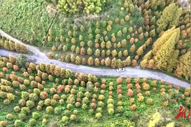 怀化鹤城区：初秋高山水杉林五彩斑斓美不胜收图片