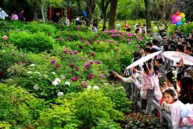 这些人群免票、半价！洛阳发布牡丹文化节期间赏花游园惠民政策图片