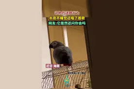 动物的迷惑行为，半夜不睡觉还唱了首歌，网友:它居然还问你会吗？图片