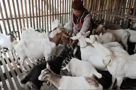 四川绵阳北川白山羊肉入选全国名特优新农产品名录图片