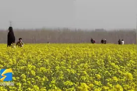 相遇春天！邹平油菜花掀起春日里的金色“波澜”图片