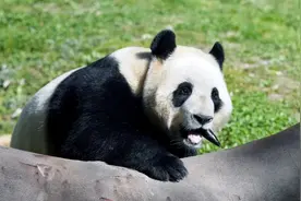 顶流复出，网友沸了！此前异常健康状况引发担忧图片