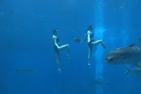 花样游泳世界冠军双胞胎姐妹亮相三亚 表演水下花游为奥运健儿加油助威图片