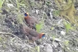 叫声如儿啼！游客在四川宝兴拍到濒危鸟类“娃娃鸡”，系国家二级保护动物图片