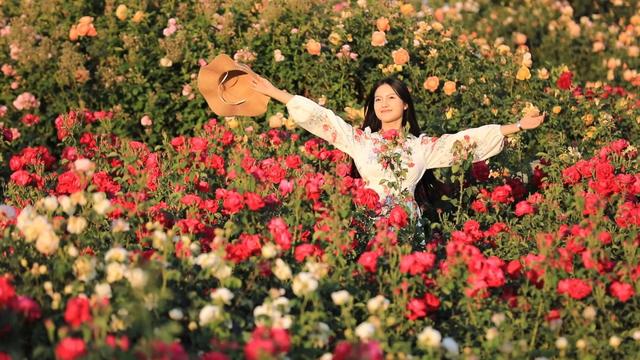 楚雄版“莫奈花园”藏不住啦！让你“五一”假期一次看过瘾