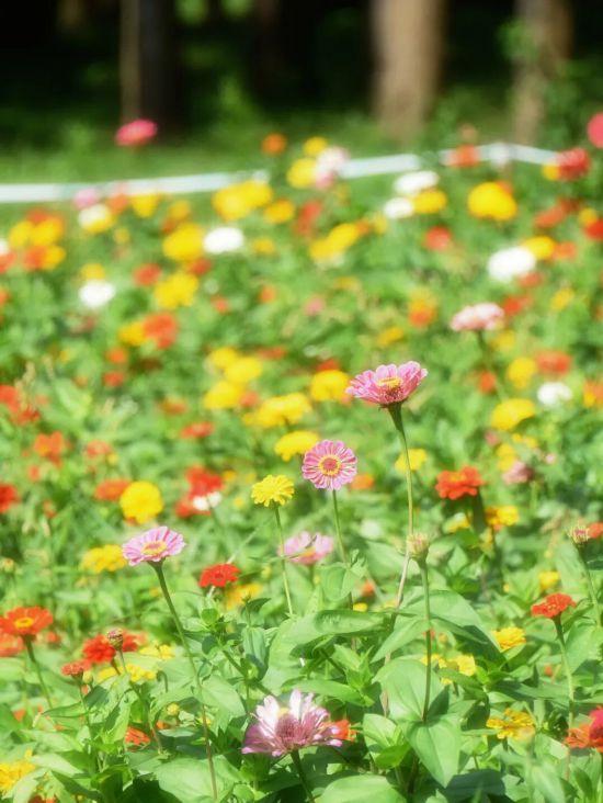 上海秋日浪漫天花板！这些花海美到让人心醉