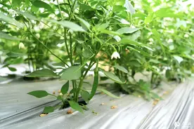 湖南湘阴：一颗小辣椒，撬动亿元大产业图片