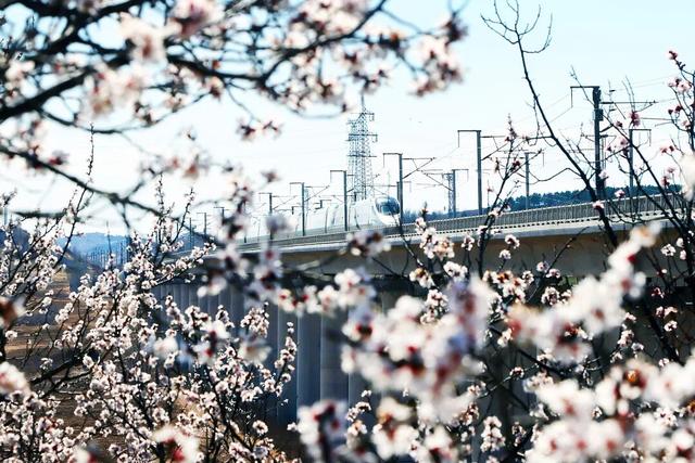朝阳 浪漫来袭，邂逅“开往春天的列车”