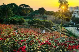 《放学后》杂志招募令|与玫瑰共赴一场浪漫之约图片