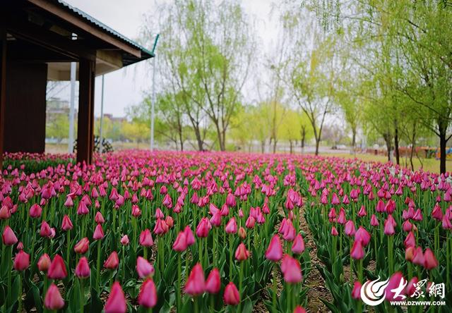 春日赴约！滨州秦皇河郁金香盛放 绘就城市浪漫花海盛景