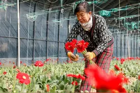 武陟：非洲菊开出“致富花”图片