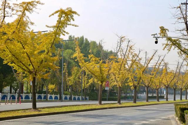 嘉定第一波银杏叶变黄啦！秋日氛围拉满~