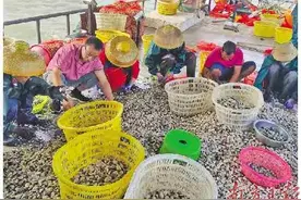 滩涂“掘金”“鲜”动全国图片