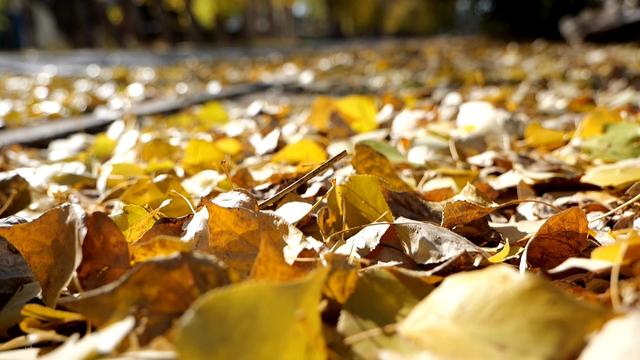 【省媒看永昌】新甘肃 |一眼沦陷 永昌的秋天美到挪不开眼