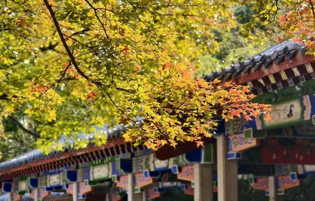 云驼秋深，重阳登高：赴一场山与暖的约会