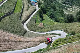 遇见丰收｜中国黔中梯田里的首场雷沃谷神机收高粱图片