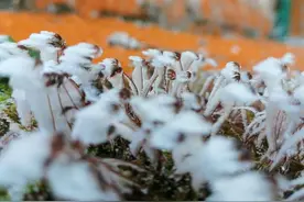 美爆了！丽水景宁敕木山迎来今冬第一场雾凇图片