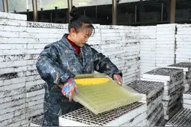 湖北利川：夫妻合力种烟 携手走上致富路图片