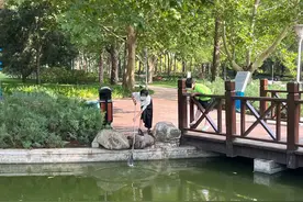 “熊孩子”捞鱼捉龟打鸭子！家长坐视不理，保安鞭长莫及图片