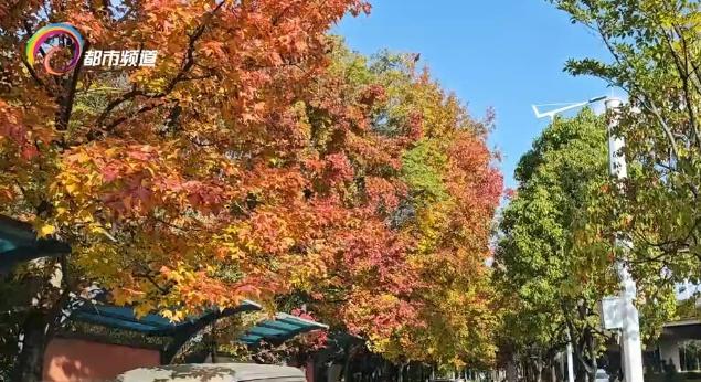 红了！昆明这里迎来枫叶最佳观赏期！季节限定打卡仅剩两周，速来……