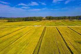 山东日照：稻浪飘香好“丰”景图片