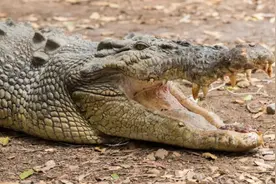 澳大利亚饲养员喂食中遭鳄鱼袭击 中指受伤被送医图片