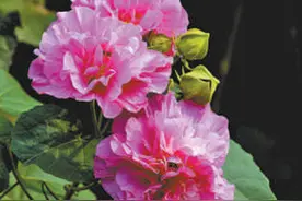 水木芙蓉  相映成趣（把自然讲给你听）图片