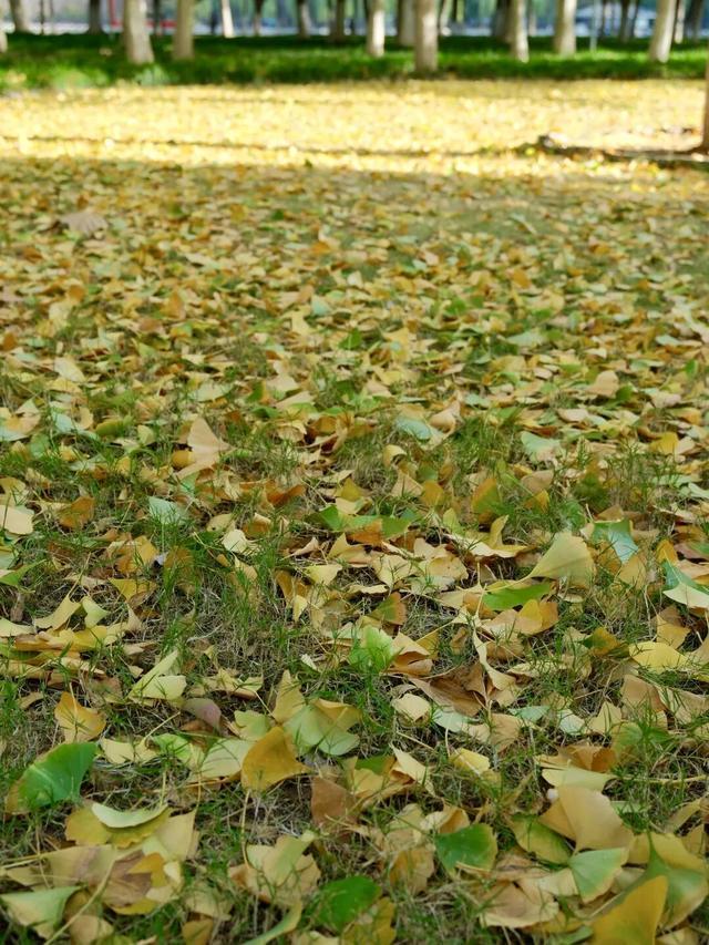 周末N次方|打开这份江汉赏秋图鉴→