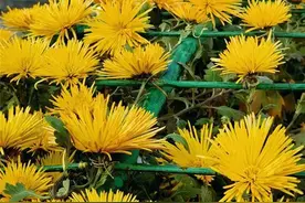 今日立冬：北京天坛公园赏最大规模菊花展(图)图片